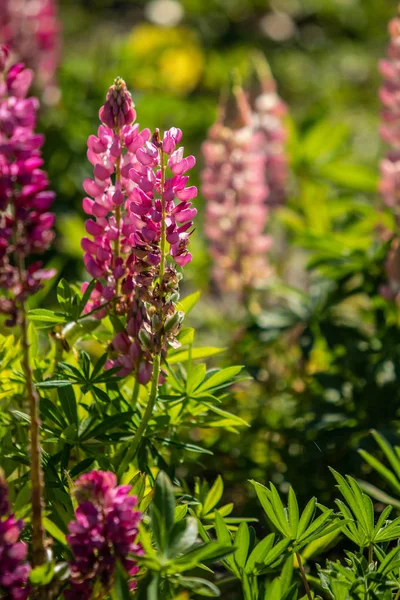 Lupinus Flores São Brilhantes Com Natureza Folhagem Verde — Fotografia de Stock