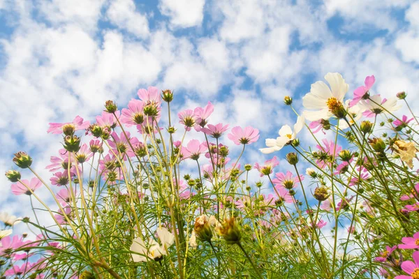 Fiori Del Cosmo Vista Dal Basso Verso Cielo — Foto Stock