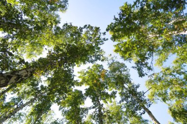 orman manzaralı aşağıdan gökyüzüne huş ağacı