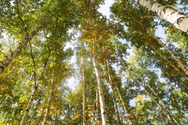 huş ağacı orman manzaralı gökyüzüne Sonbahar Doğa