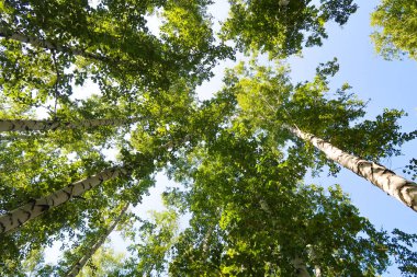 orman manzaralı aşağıdan gökyüzüne huş ağacı