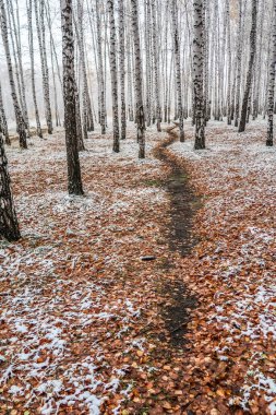 Kış ormanı boyunca yol