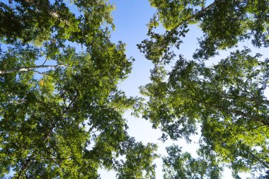 orman manzaralı aşağıdan gökyüzüne huş ağacı
