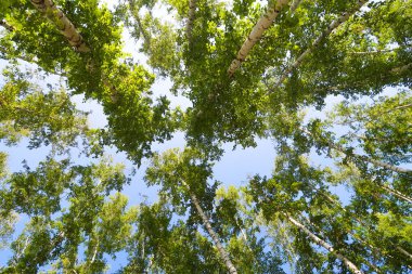 orman manzaralı aşağıdan gökyüzüne huş ağacı