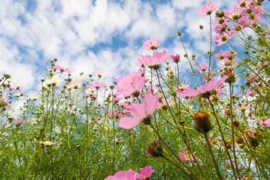 Cosmos çiçekler, görüntülemek aşağıdan gökyüzüne doğru
