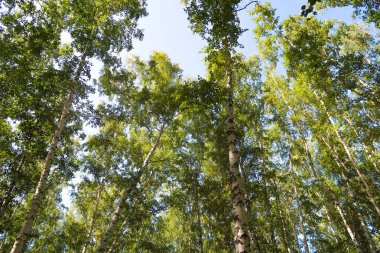 orman manzaralı aşağıdan gökyüzüne huş ağacı