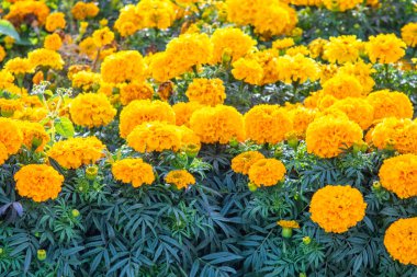 birçok marigolds küçük çiçekler