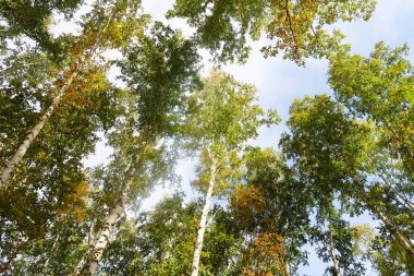 huş ağacı orman manzaralı gökyüzüne Sonbahar Doğa