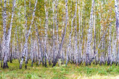 Sarı huş ağacı orman, geç sonbahar doğa manzara