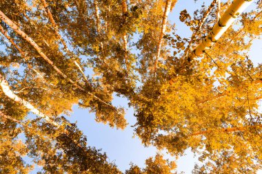 gökyüzü sonbahar arka planı sarı huş ağacı yaprakları