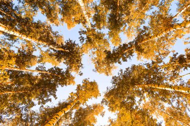 gökyüzü sonbahar arka planı sarı huş ağacı yaprakları