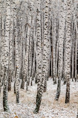 İlk kar huş ağacı orman manzara kış