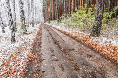 Kış ormanı boyunca yol