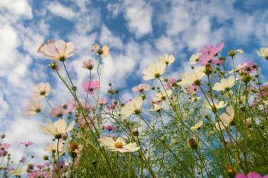 Cosmos çiçekler, görüntülemek aşağıdan gökyüzüne doğru
