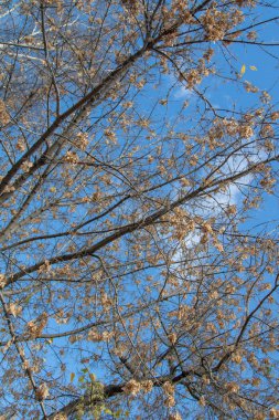 Sonbahar ağaç dalları göğe görüntüle