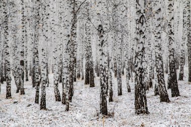 İlk kar huş ağacı orman manzara kış