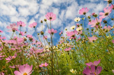 Cosmos çiçekler, görüntülemek aşağıdan gökyüzüne doğru