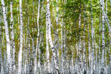 Sarı huş ağacı orman, geç sonbahar doğa manzara