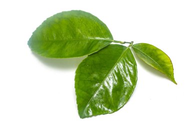 Beyaz arkaplanda yeşil yaprak