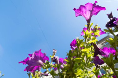 Cosmos çiçekler, görüntülemek aşağıdan gökyüzüne doğru