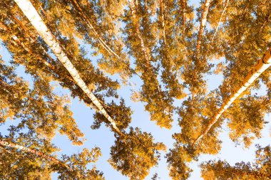 gökyüzü sonbahar arka planı sarı huş ağacı yaprakları