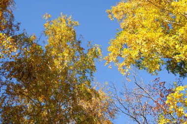 ağaç görünümünü aşağıdan gökyüzüne sonbahar manzara bırakır