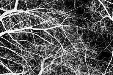 ağaç dalları siluet siyah arka plan üzerine beyaz