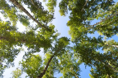 orman manzaralı aşağıdan gökyüzüne huş ağacı
