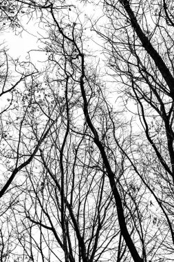 Beyaz arkaplanda ağaç dalları silueti