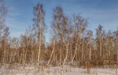 huş ağacı ormanda kış doğa manzarası