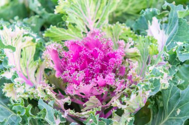 closeup süs lahana bitki