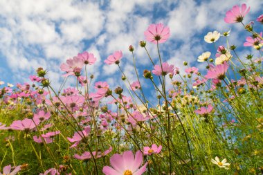 Cosmos çiçekler, görüntülemek aşağıdan gökyüzüne doğru