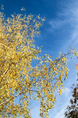 gökyüzü sonbahara ağaç görünümünün sarı yapraklar