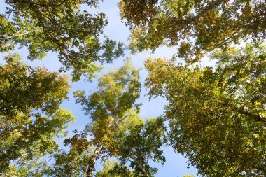 huş ağacı orman manzaralı gökyüzüne Sonbahar Doğa