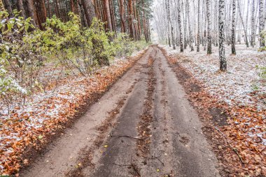 Kış ormanı boyunca yol