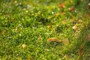 yeşil çim kar arka plan bokeh bulanık