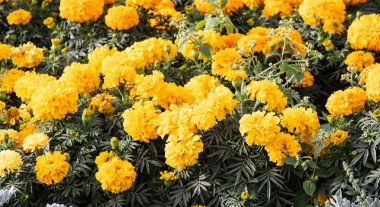 birçok marigolds küçük çiçekler