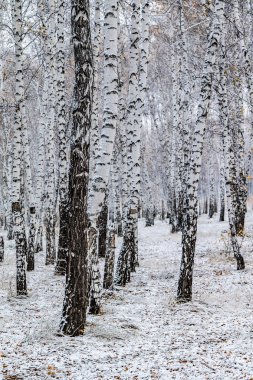 İlk kar huş ağacı orman manzara kış