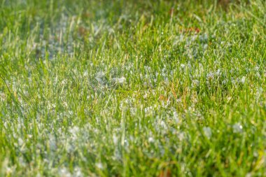 yeşil çim kar arka plan bokeh bulanık