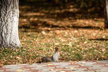 çimenlerin üzerinde sonbahar ormandaki sincap