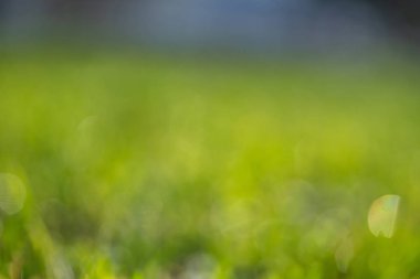 yeşil çim bokeh arka plan bulanık