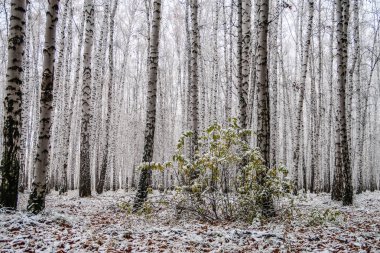 sonbahar manzara bir huş ormandaki ilk kar