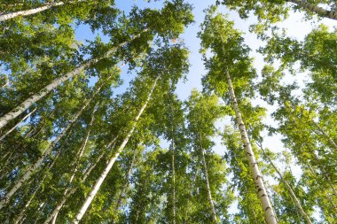 orman manzaralı aşağıdan gökyüzüne huş ağacı