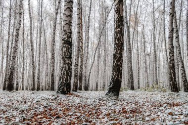 sonbahar manzara bir huş ormandaki ilk kar