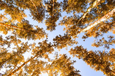 gökyüzü sonbahar arka planı sarı huş ağacı yaprakları