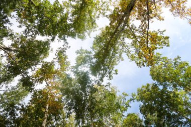 huş ağacı orman manzaralı gökyüzüne Sonbahar Doğa