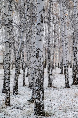 İlk kar huş ağacı orman manzara kış