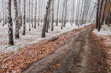 Kış ormanı boyunca yol