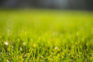 yeşil çim kar arka plan bokeh bulanık