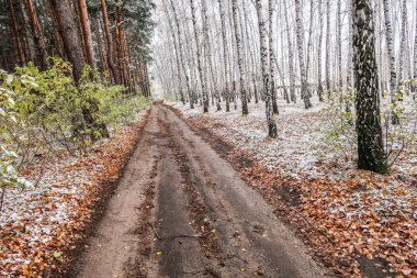 Kış ormanı boyunca yol